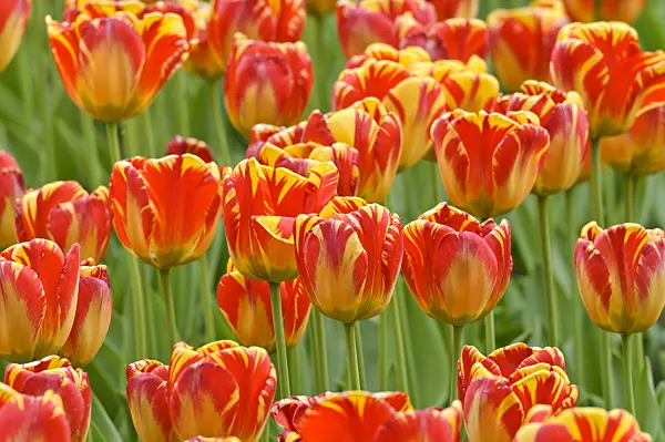 471308 - Darwin tulip (Tulipa Banja Luka)
