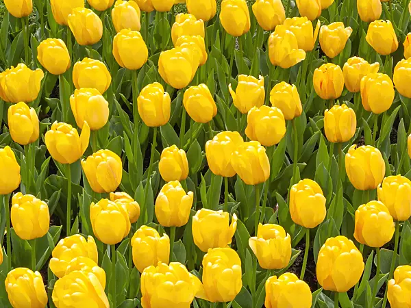 401075 - Darwin tulip (Tulipa Golden Apeldoorn)