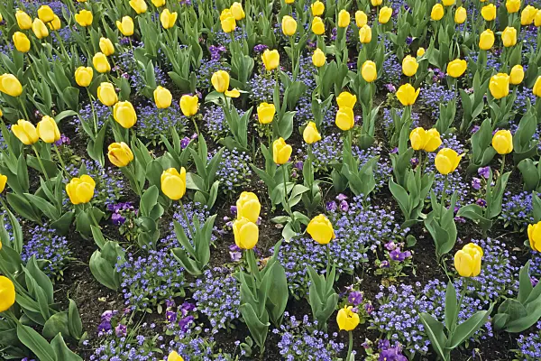 390008 - Darwin tulip (Tulipa Golden Parade)