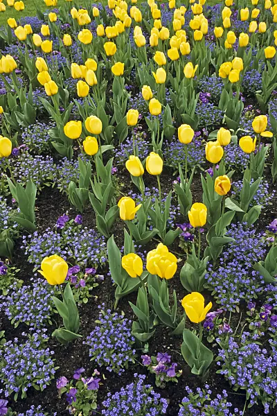 390009 - Darwin tulip (Tulipa Golden Parade)