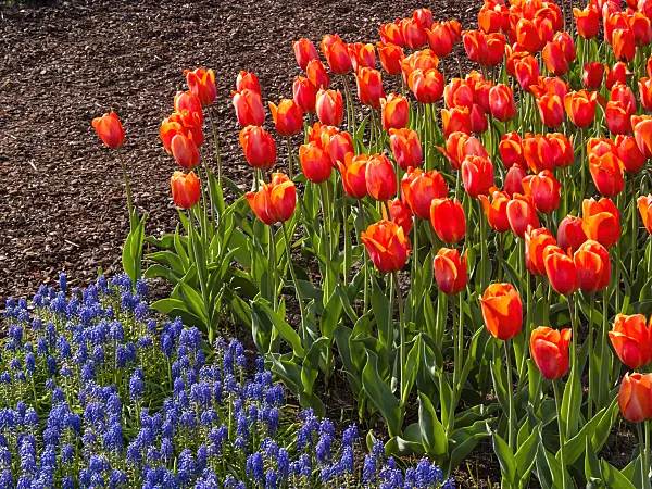 401096 - Darwin tulip (Tulipa Lighting Sun) and grape hyacinth (Muscari)