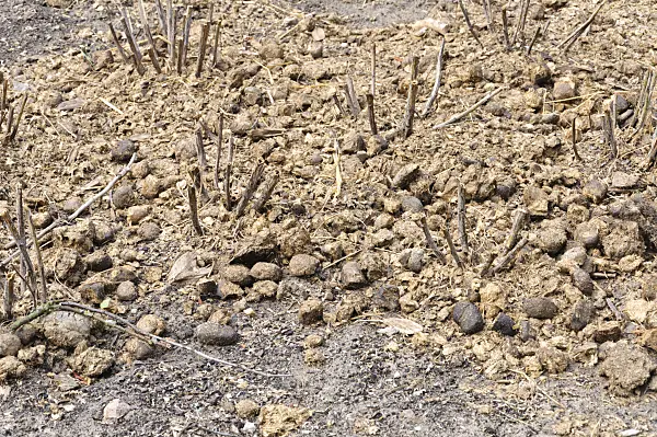 486118 - Dauphinelle (Delphinium) après la coupe et la fertilisation avec des fumiers de cheval