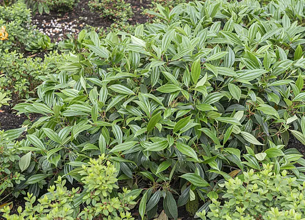 651562 - David viburnum (Viburnum davidii)