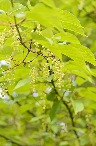 533304 - Davids-Ahorn (Acer davidii)