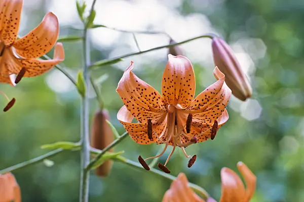 367023 - Davidslilie (Lilium davidii)