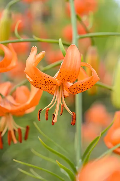 521504 - Davidslilie (Lilium davidii var. willmottiae)