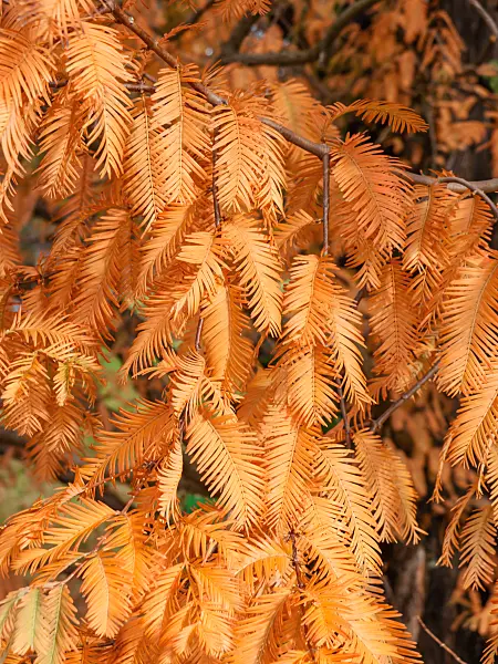 465305 - Dawn redwood (Metasequoia glyptostroboides)