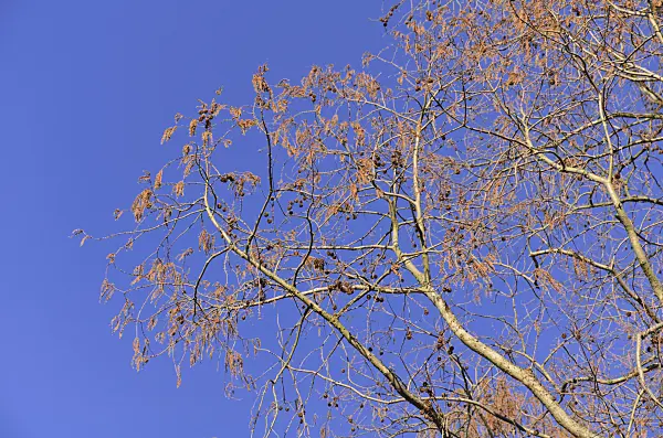 494041 - Dawn redwood (Metasequoia glyptostroboides)