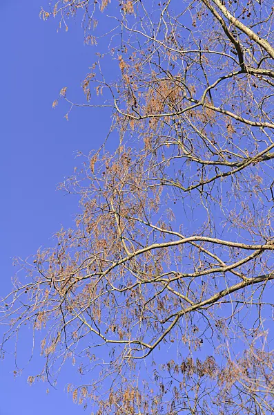 494042 - Dawn redwood (Metasequoia glyptostroboides)
