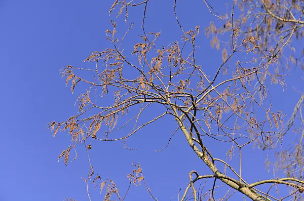 494043 - Dawn redwood (Metasequoia glyptostroboides)