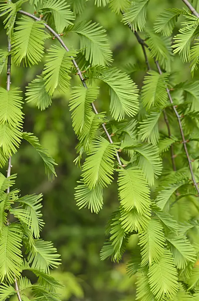 520241 - Dawn redwood (Metasequoia glyptostroboides)