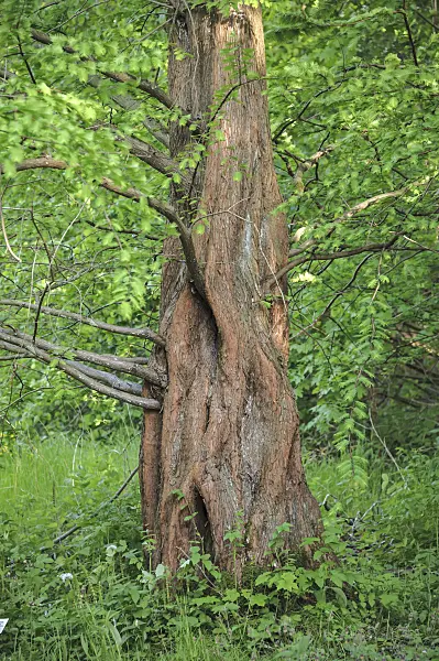 535412 - Dawn redwood (Metasequoia glyptostroboides)