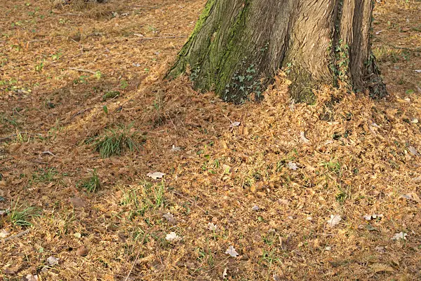 565020 - Dawn redwood (Metasequoia glyptostroboides)