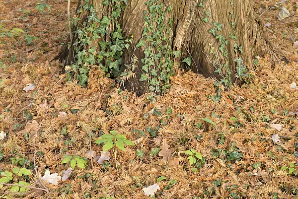 565021 - Dawn redwood (Metasequoia glyptostroboides)