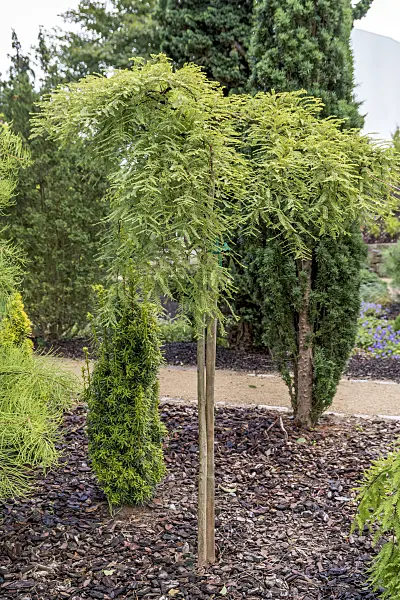 625279 - Dawn redwood (Metasequoia glyptostroboides 'Miss Grace')