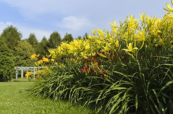 498111 - Day lilies (Hemerocallis)