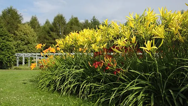 498112 - Day lilies (Hemerocallis)