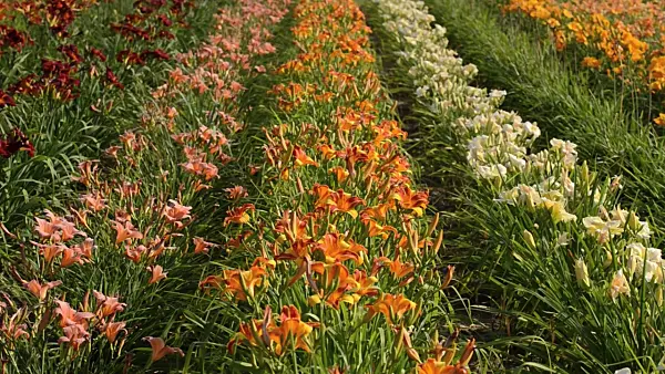 498119 - Day lilies (Hemerocallis)