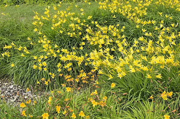 534096 - Day lilies (Hemerocallis)