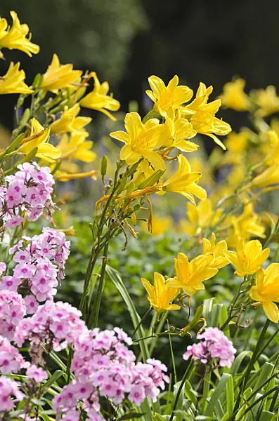 498230 - Day lilies (Hemerocallis) and phlox (Phlox)