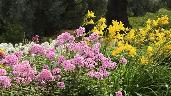 498251 - Day lilies (Hemerocallis) and phlox (Phlox)