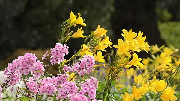 498252 - Day lilies (Hemerocallis) and phlox (Phlox)