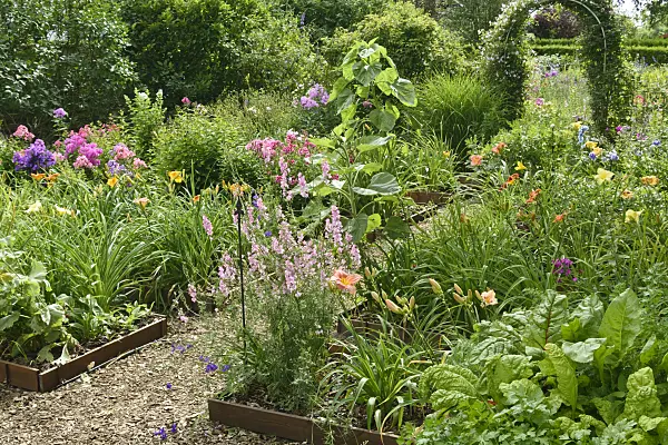 558006 - Day lilies (Hemerocallis) and phlox (Phlox) in propagation beds