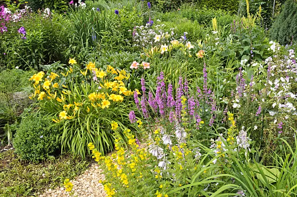 474149 - Day lilies (Hemerocallis), dotted loosestrife (Lysimachia punctata) and purple loosestrife (Lythrum salicaria)