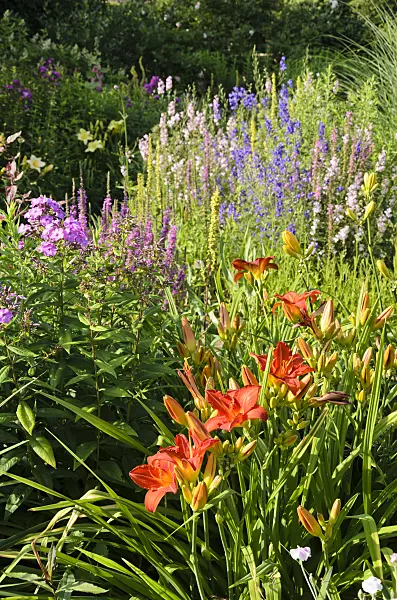570100 - Day lilies (Hemerocallis), phlox (Phlox) and loosestrifes (Lythrum)