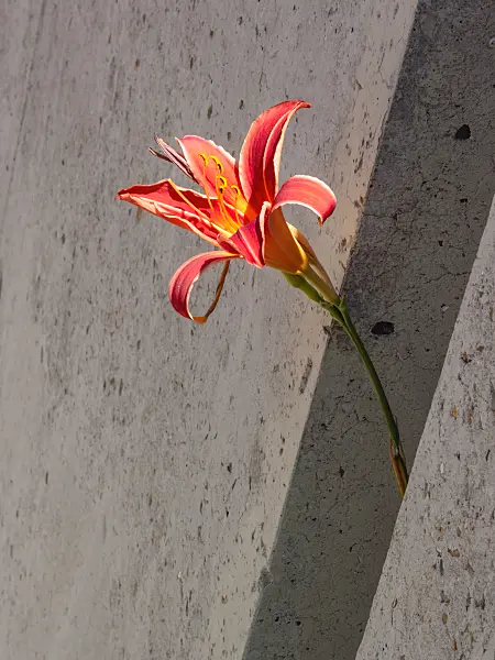 402176 - Day lily (Hemerocallis)