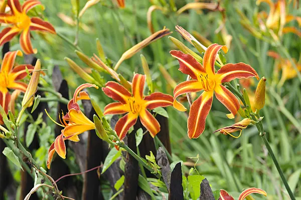 474315 - Day lily (Hemerocallis)
