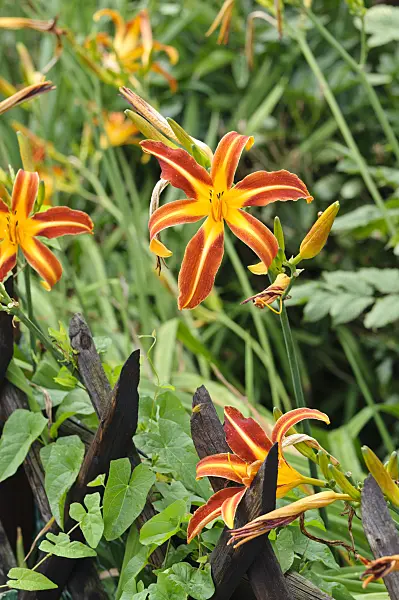474316 - Day lily (Hemerocallis)