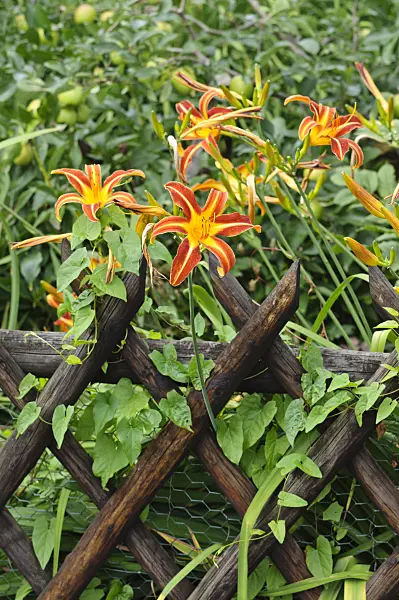 474317 - Day lily (Hemerocallis)