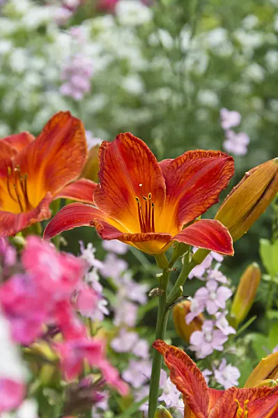 510045 - Day lily (Hemerocallis)