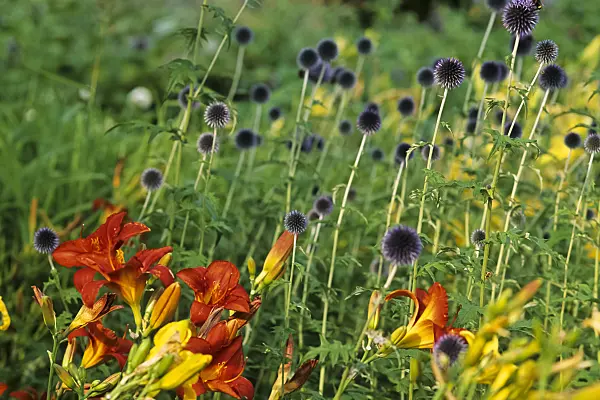 428265 - Day lily (Hemerocallis) and globe thistle (Echinops ritro)