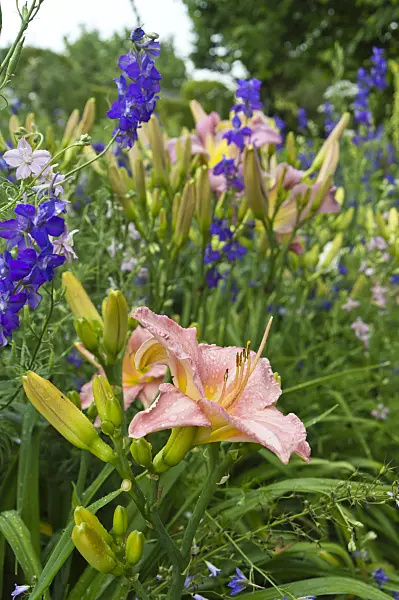 510049 - Day lily (Hemerocallis) and rocket larkspur (Consolida ajacis)
