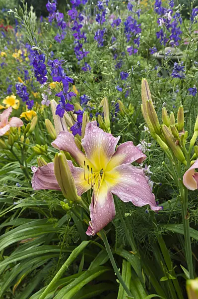 510056 - Day lily (Hemerocallis) and rocket larkspur (Consolida ajacis)