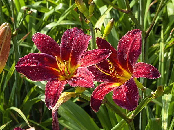 427236 - Day lily (Hemerocallis Arriba)