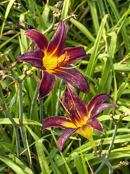 439406 - Day lily (Hemerocallis Arriba)