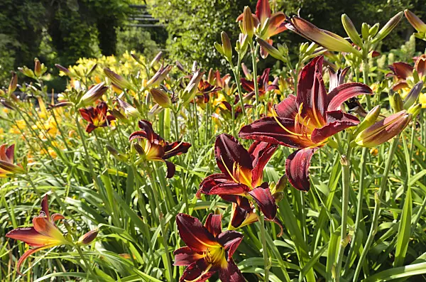 498015 - Day lily (Hemerocallis Arriba)