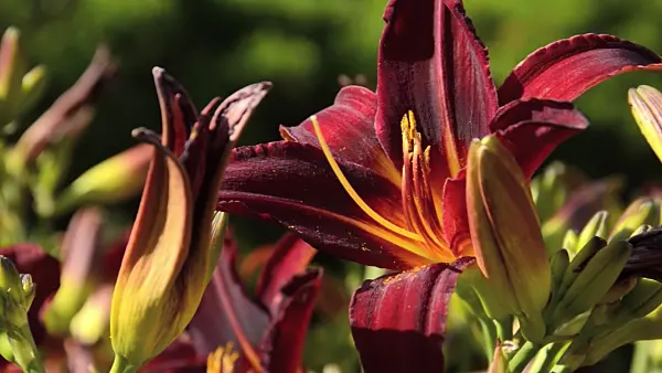 498030 - Day lily (Hemerocallis Arriba)