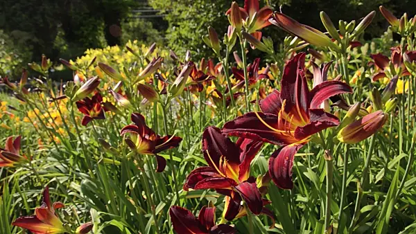 498031 - Day lily (Hemerocallis Arriba)