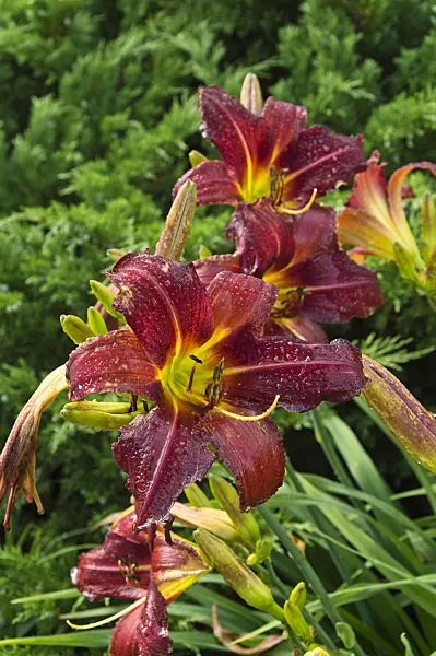 510036 - Day lily (Hemerocallis Arriba)