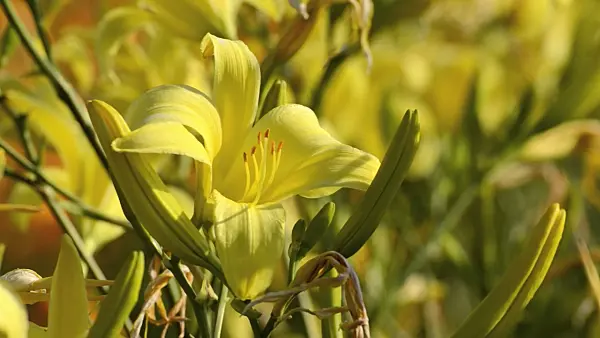 498117 - Day lily (Hemerocallis Atlas)