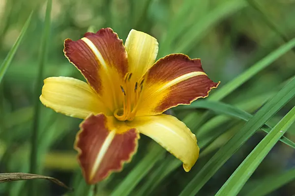428262 - Day lily (Hemerocallis aurantiaca 'Major')