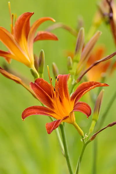 474176 - Day lily (Hemerocallis Autumnale Red)