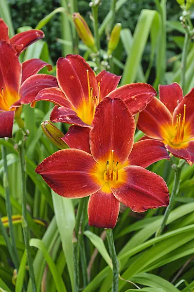 474443 - Day lily (Hemerocallis Berlin Red Velvet)