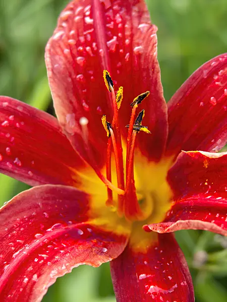 427238 - Day lily (Hemerocallis Bess Ross)