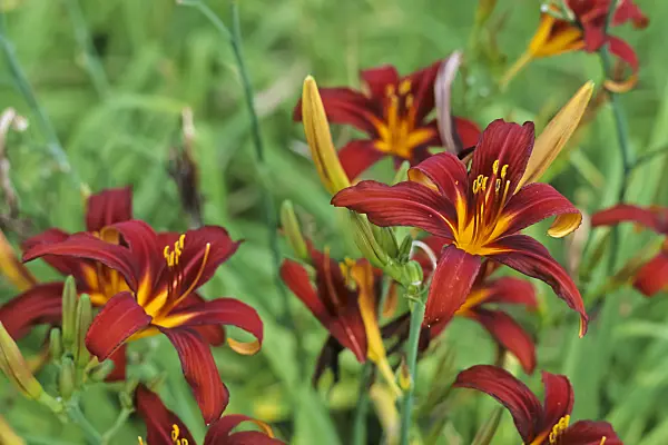 428259 - Day lily (Hemerocallis Black Cherry)