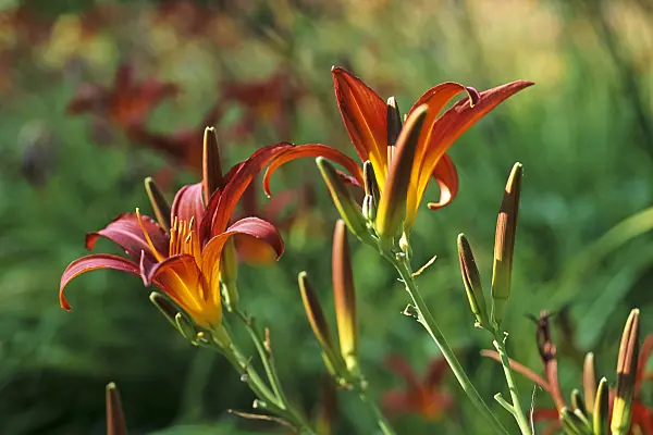 428260 - Day lily (Hemerocallis Black Cherry)